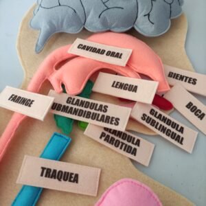 Cuerpo humano completo